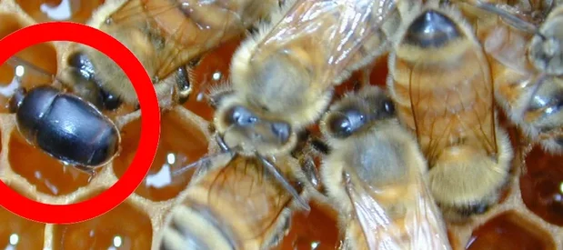Un petit coléoptère de la ruche Aethina tumida, un coléoptère brun noir avec de petites antennes à massues qui vit dans les ruches. Le coléoptère est entouré d'un cercle rouge et il est sur un cadre de ruche avec des cellules remplies de miel et aussi avec des abeilles domestiques Apis mellifera.