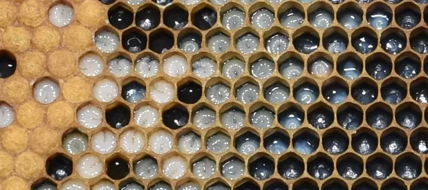 Des larves d'abeilles dans des cellules contenant de la gelée royale, dans un cadre de ruche avec des cellules de couvain operculé et des cellules de larves ouvertes.