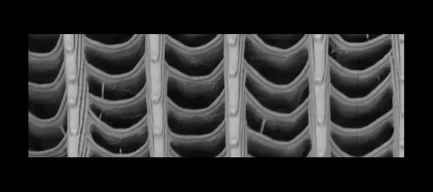 Photographie au microscope à balayage électronique des ailes d'un papillon noir.