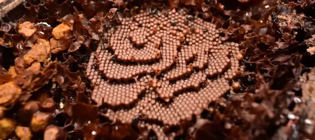 Photographie en gros plan de l'intérieur d'un nid de l'abeille Meliponini Tetragonula carbonaria.