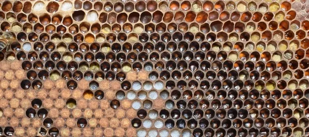 Un cadre de ruche contenant des larves d'ouvrières, des cellules d'abeilles operculées, des alvéoles de pollen et de miel.